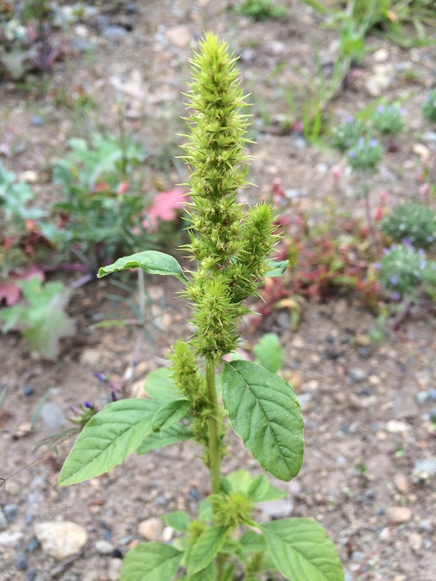 Amaranthus retroflexus